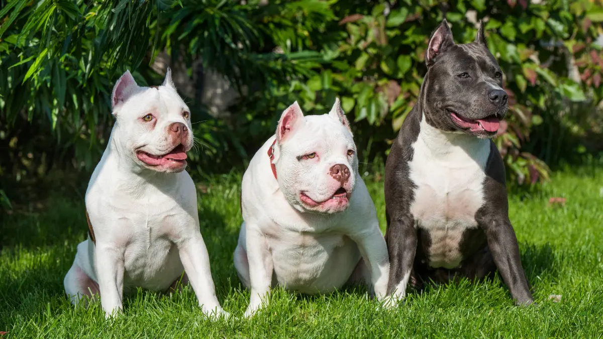 O que é um criador de American Staffordshire Terrier