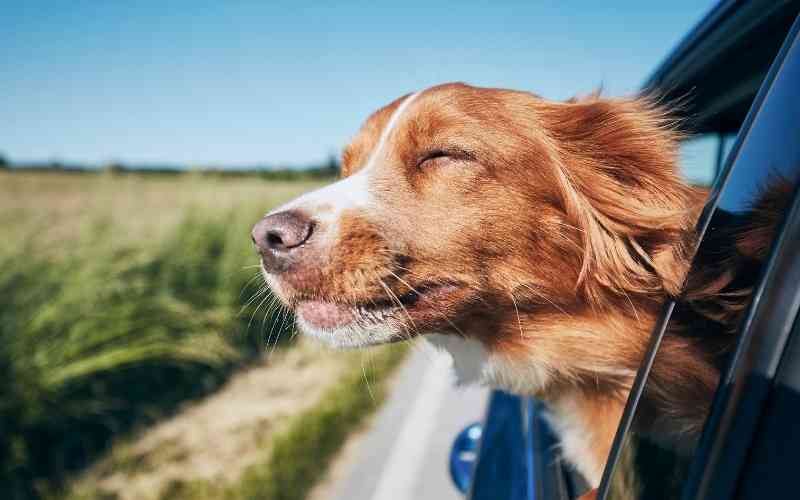 dicas-viajar-bichinho-estimacao-europa