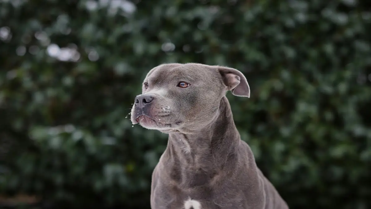 Onde comprar filhote legítimo de Amstaff de linhagem